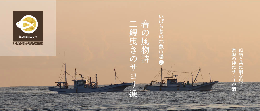 春の風物詩　二艘曳きのサヨリ漁　Webマガジンいばらきの地魚市場vol.3