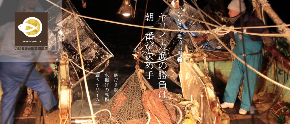 茨城のイカの最高峰「ヤリイカ」　Webマガジンいばらきの地魚市場vol.7