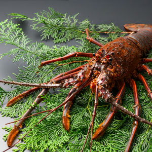 �����C�V